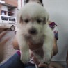 elaaa
